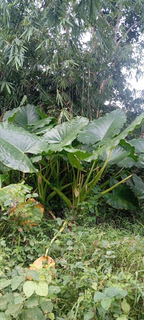 Alocasia macrorrhizos growing in the wild
