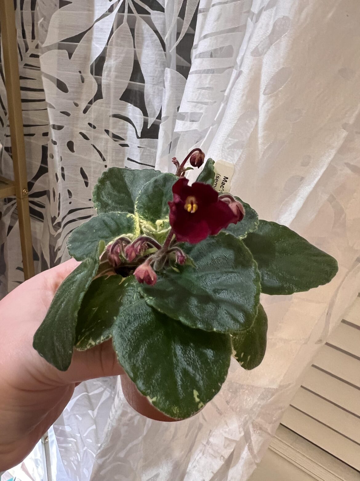 From doomed to blooms! From doomed to blooms!