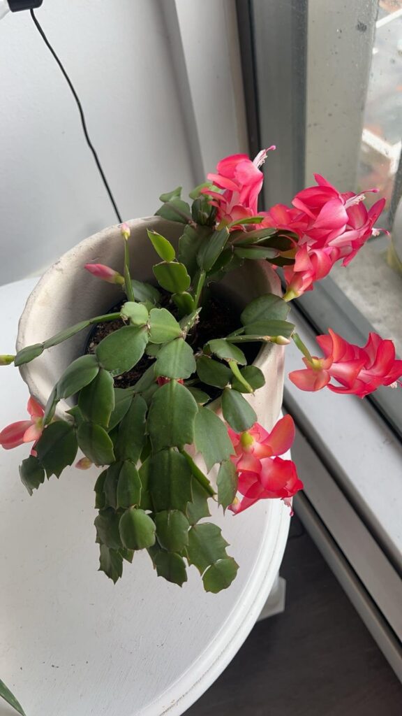 Christmas or Thanksgiving Cactus?