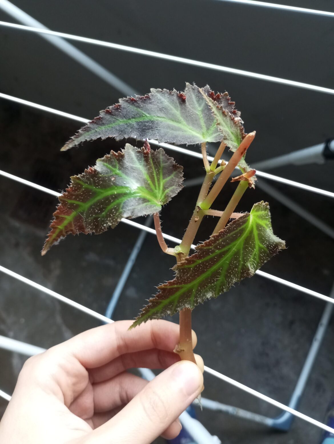 Can I root this and keep indoor all year? ID?