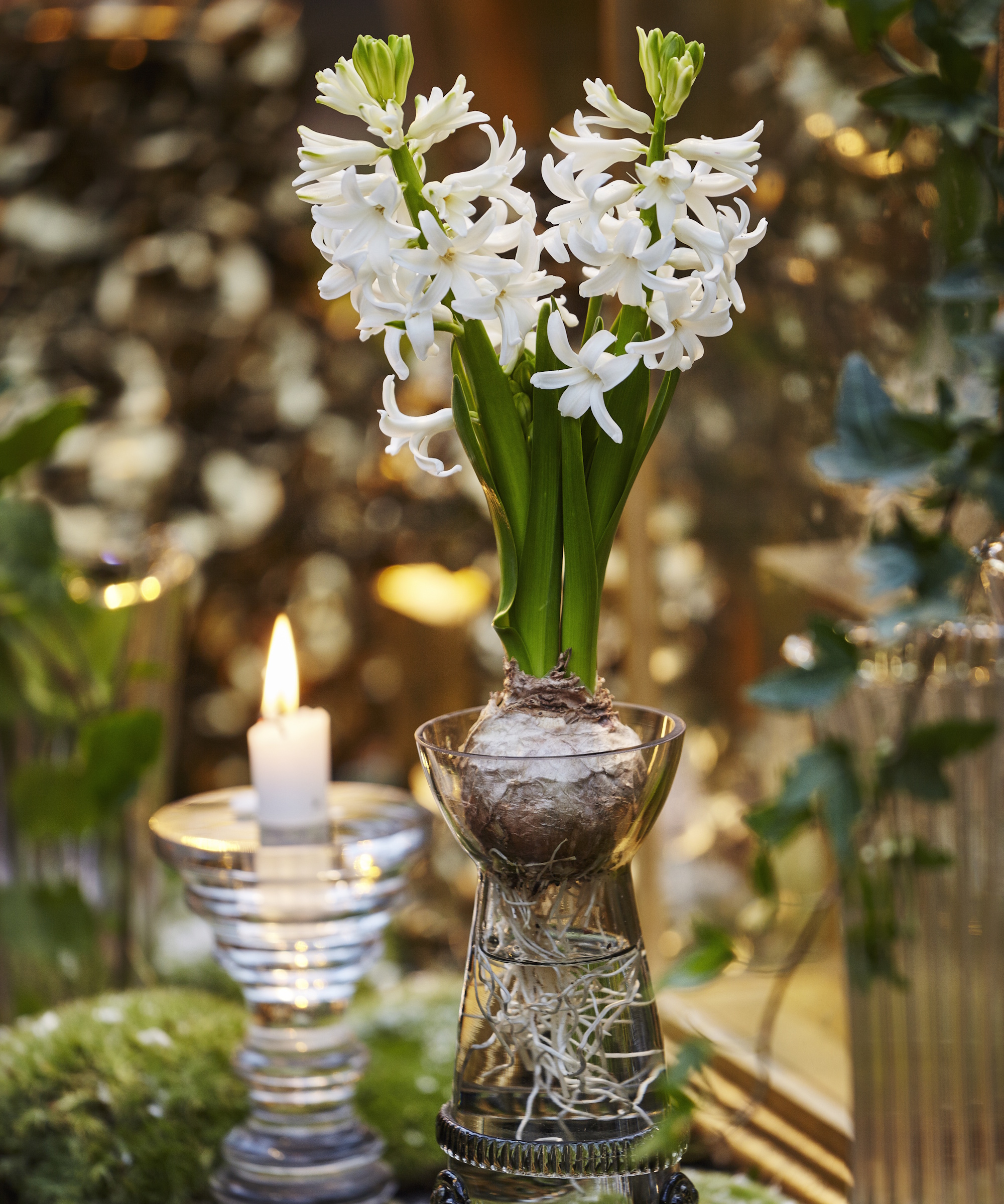 Hyacinth bulb in water