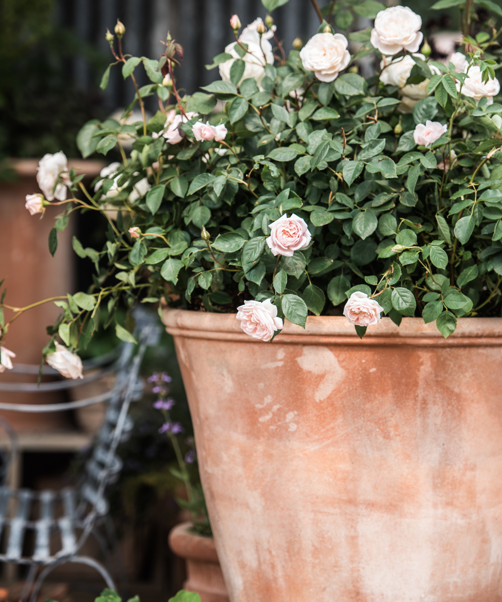 A pink rose growing in a large pot