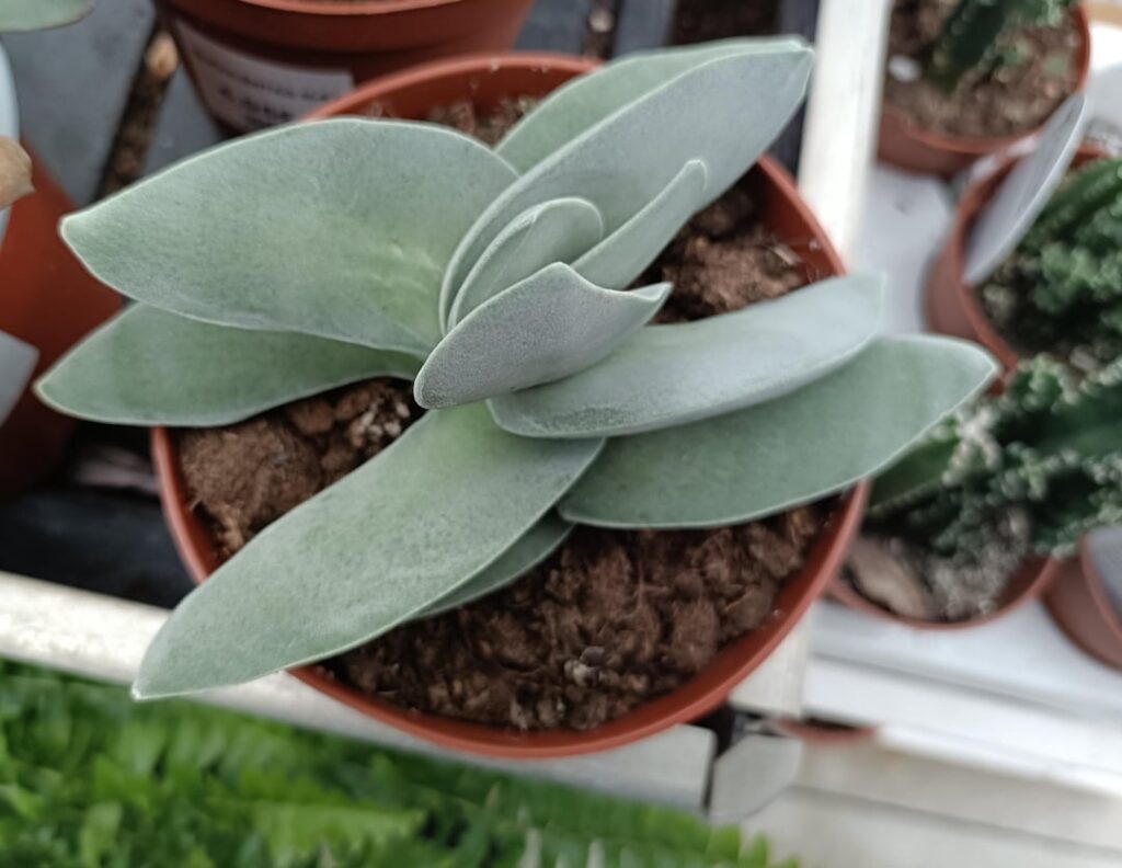 The most beautiful and unique Succulent I have ever seen