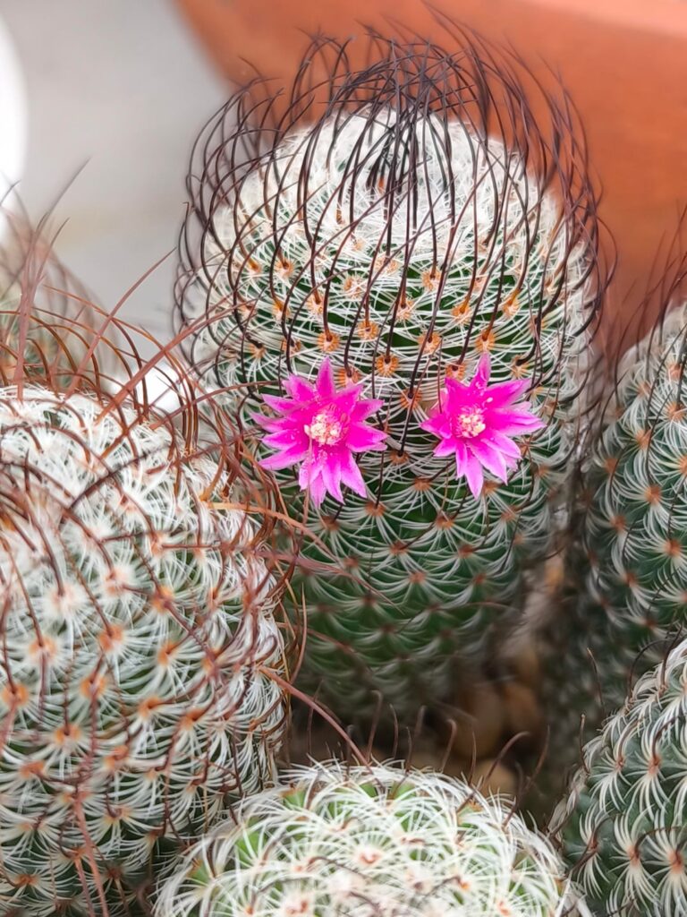 Do you like my hair style?