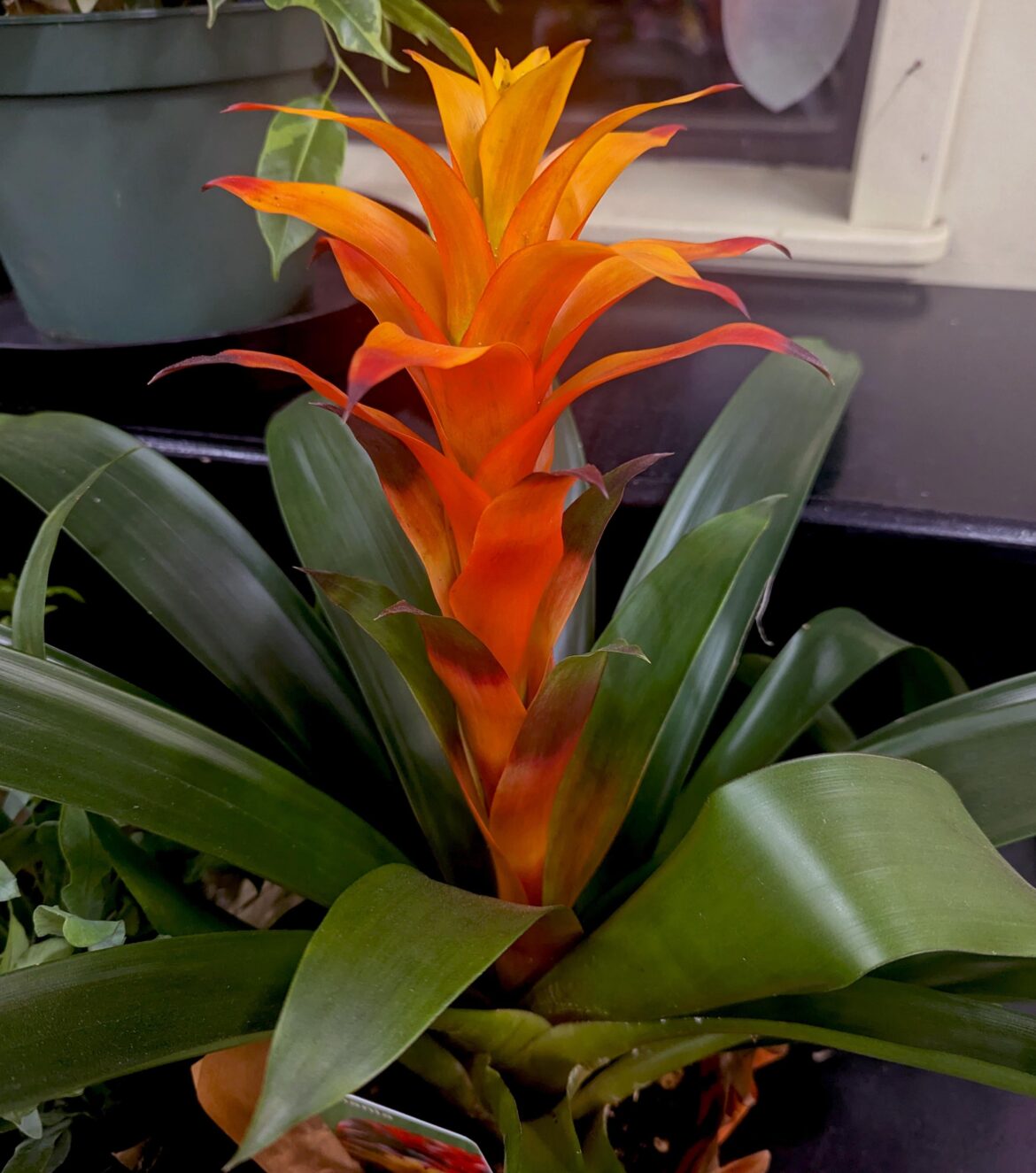 🧡Orange Guzmania bromeliad🧡