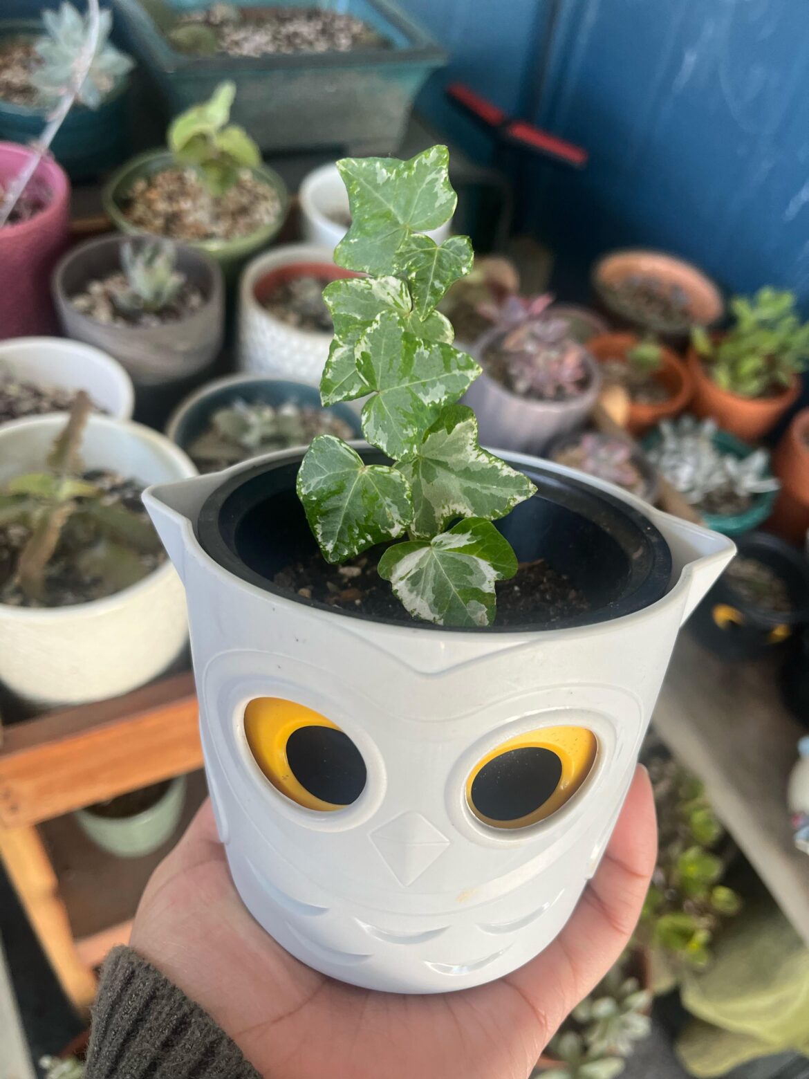 Where should I place my ivy ? Bathroom or kitchen ?😁