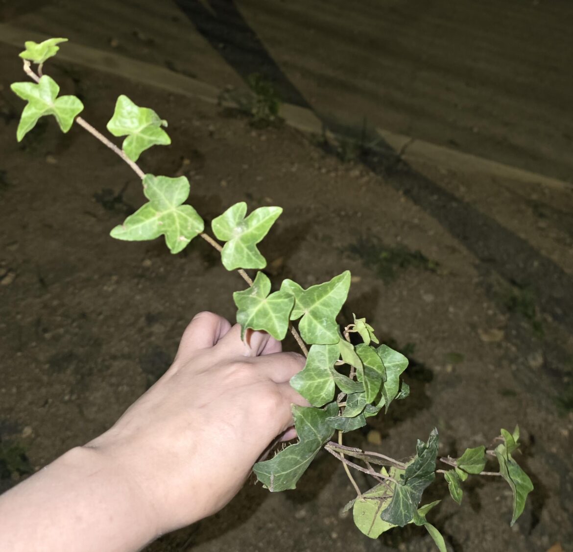 English Ivy in a parking lot