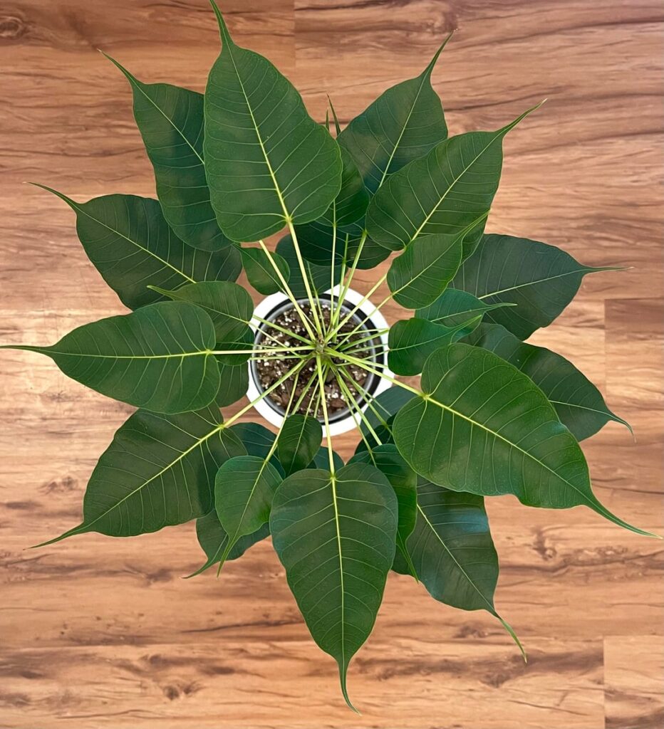 One of my bodhi trees looks like a perfect spiral when viewed from above