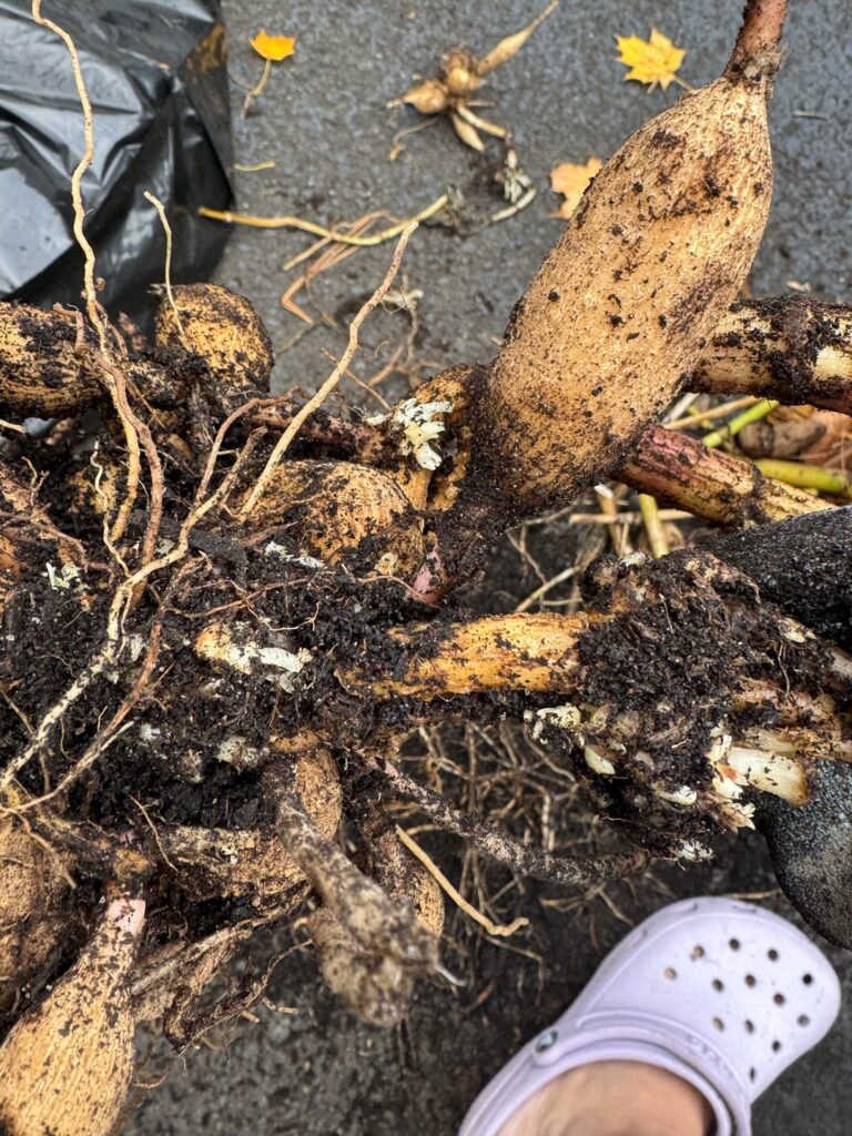 Gall? Just trash this clump?