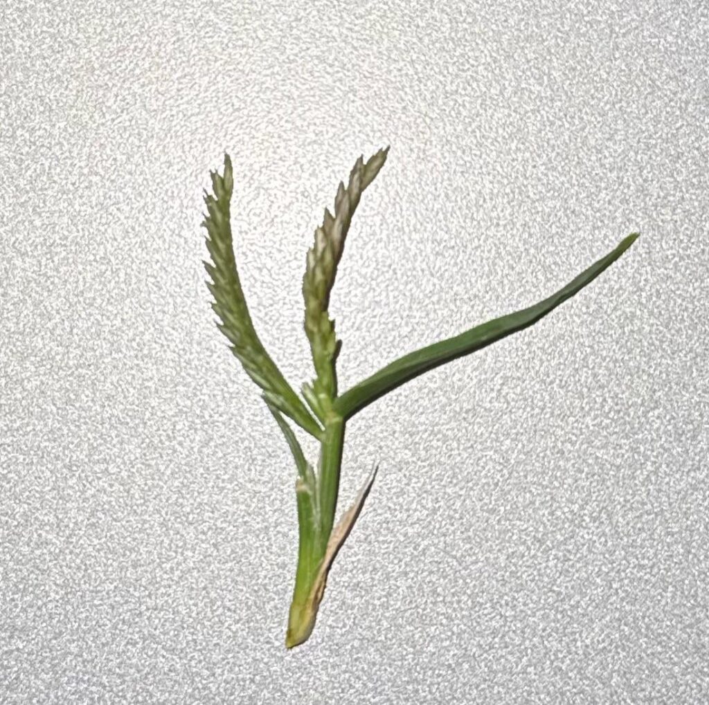 Newb here, is this plant spurry?