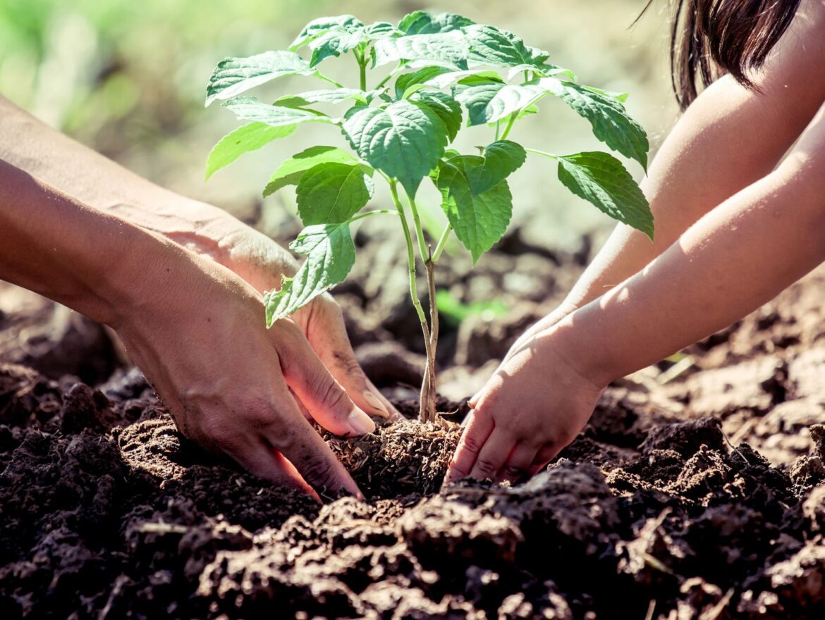 Celebrating Trees on Texas Arbor Day Celebrating Trees on Texas Arbor Day