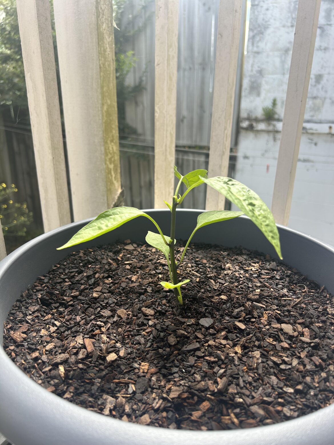 why is my jalapeño plant flowering already?