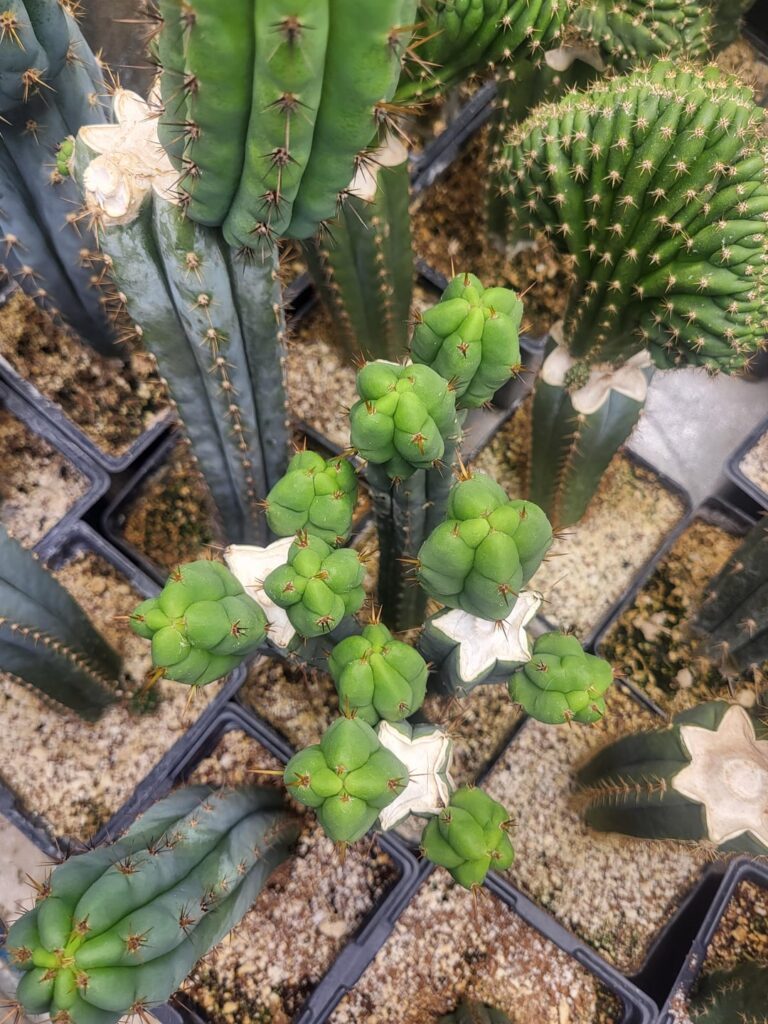 4wind pup factory. 25 day update