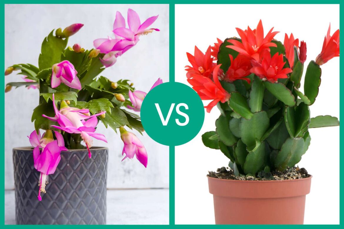 How to Tell a Thanksgiving Cactus From a Christmas Cactus How to Tell a Thanksgiving Cactus From a Christmas Cactus