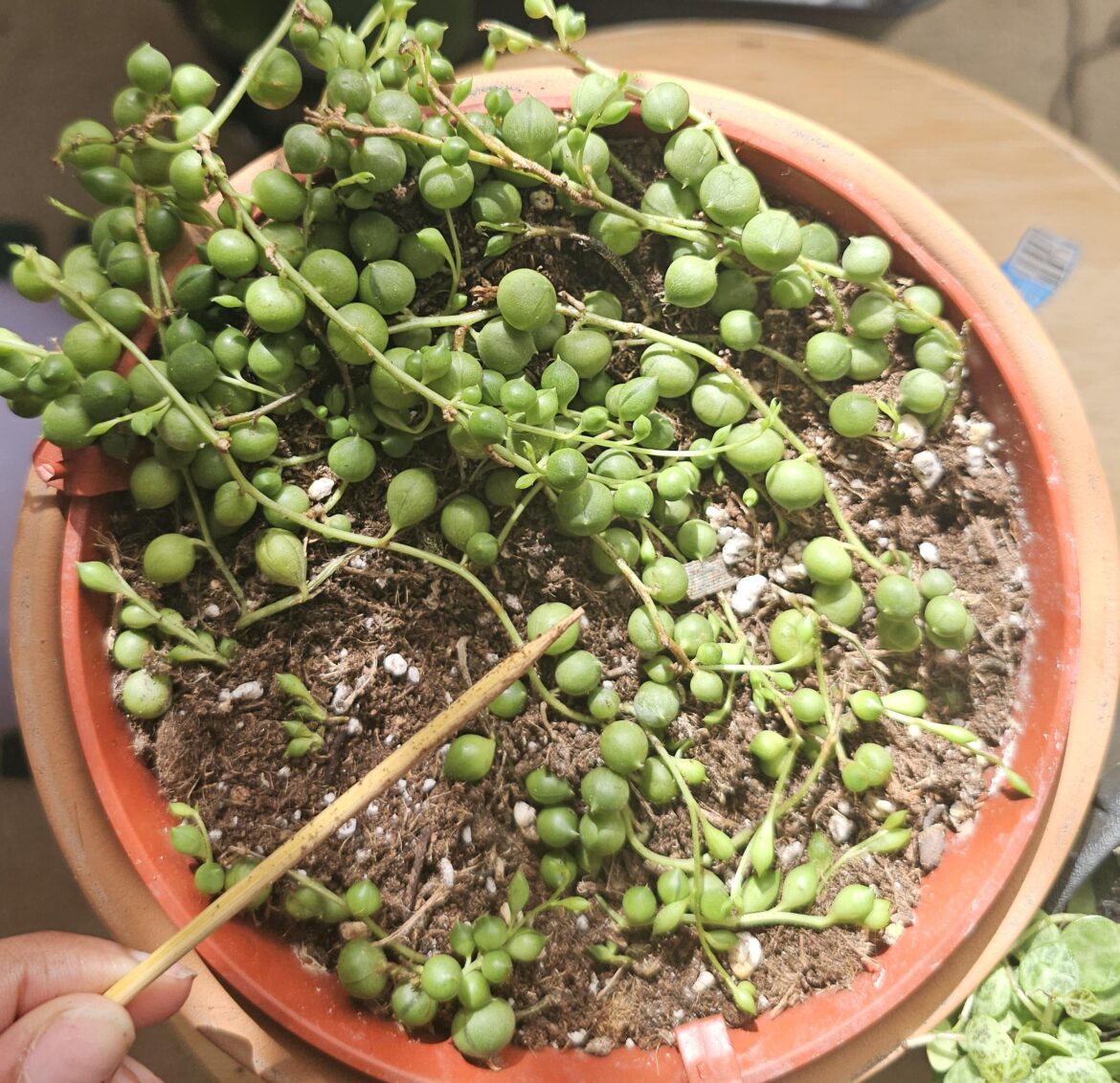 Water or Dont Water?