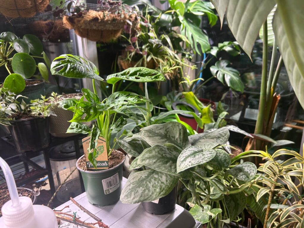 New additions excited! Satin Pothos + adansonii