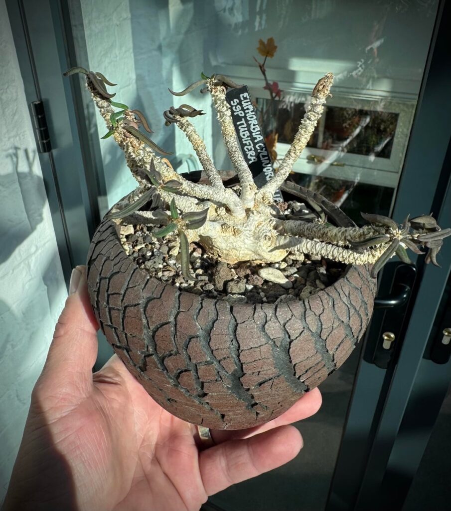 Another repot for one of my tubiferas