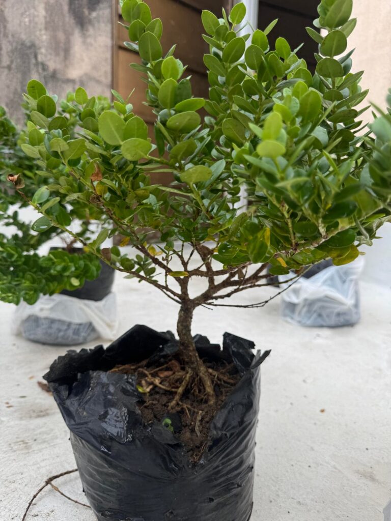 Some nursery stock. Styling tips?