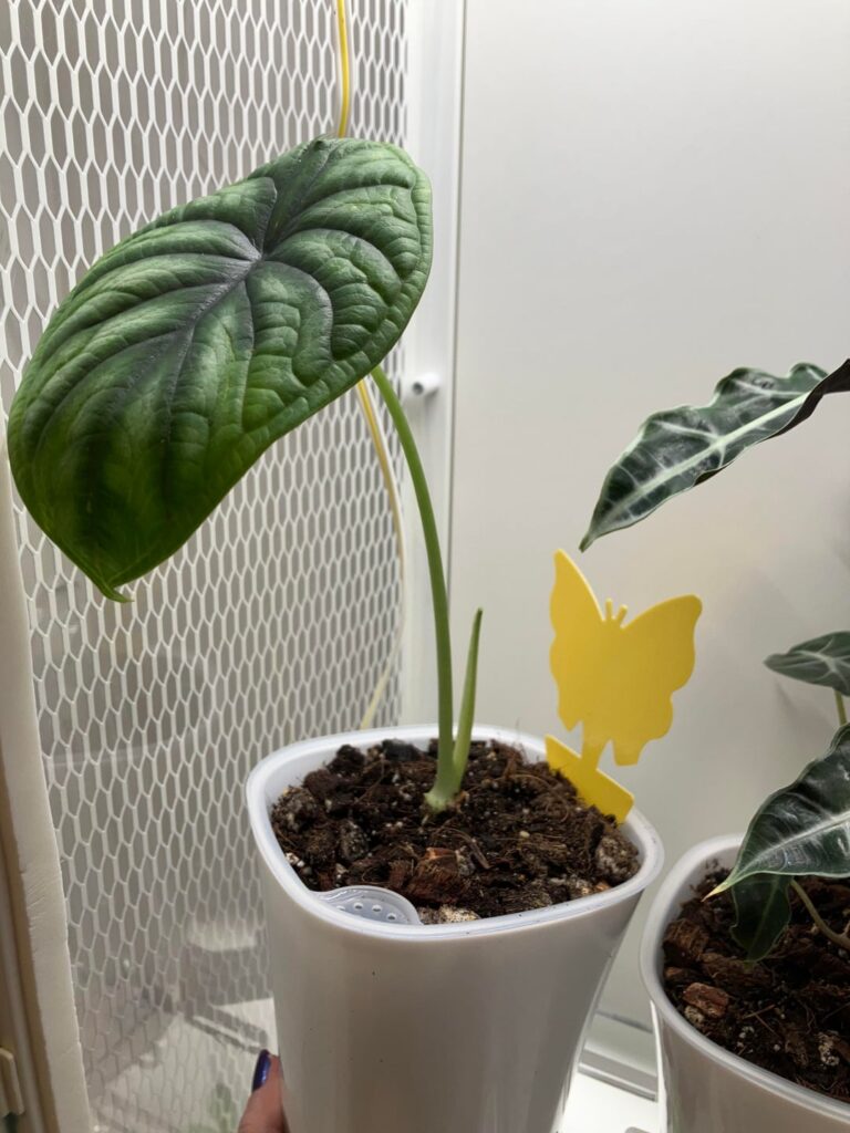 She’s growing a new leaf! She’s growing a new leaf!