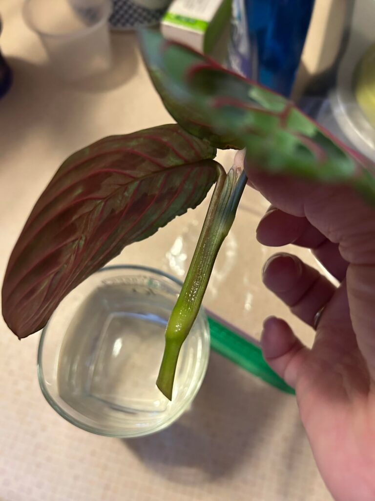 Is this ‘cut’ in the proper place for success?