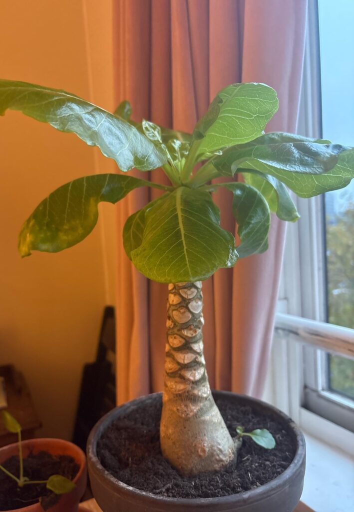 Succes after clinic thrips diagnosis!! Succes after clinic thrips diagnosis!!