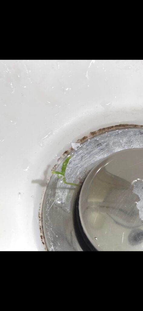The is growing out of my sink? The **** is growing out of my sink?