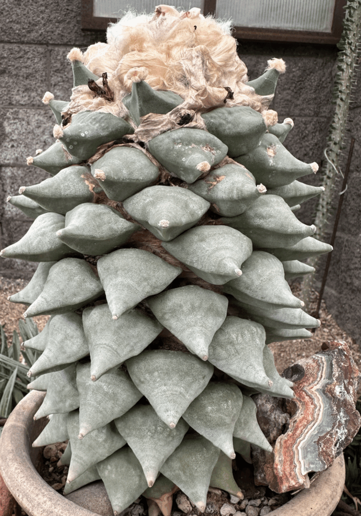 A-repost.-measured-it-11-inches.