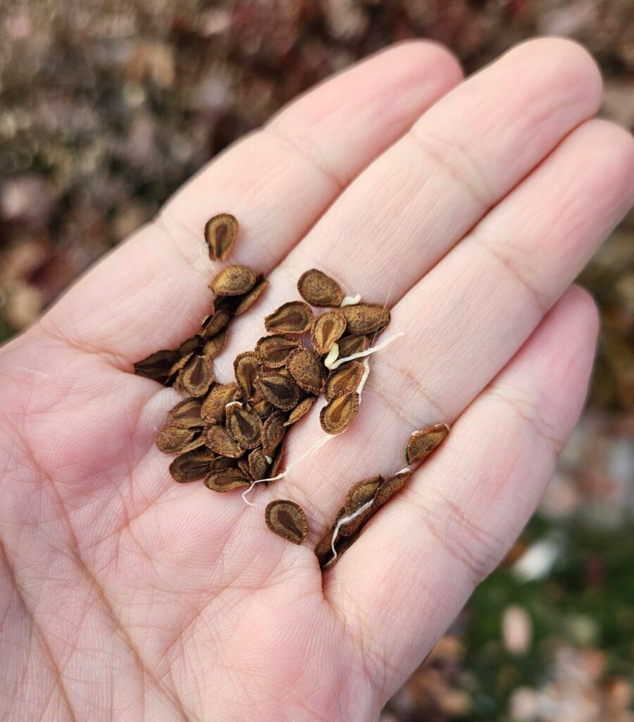 Butterfly milkweed seeds germinating in their pod? Butterfly milkweed seeds germinating in their pod?