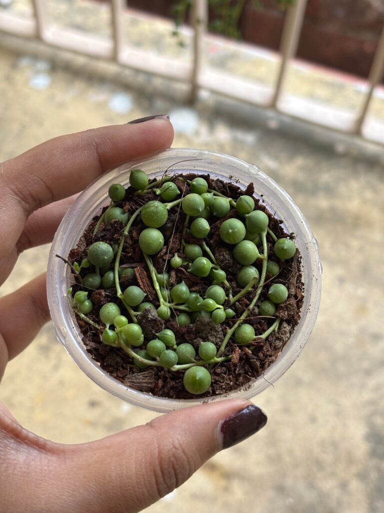 propped my SoP. doing it for the first time. does it look alright? any feedback appreciated.🥹