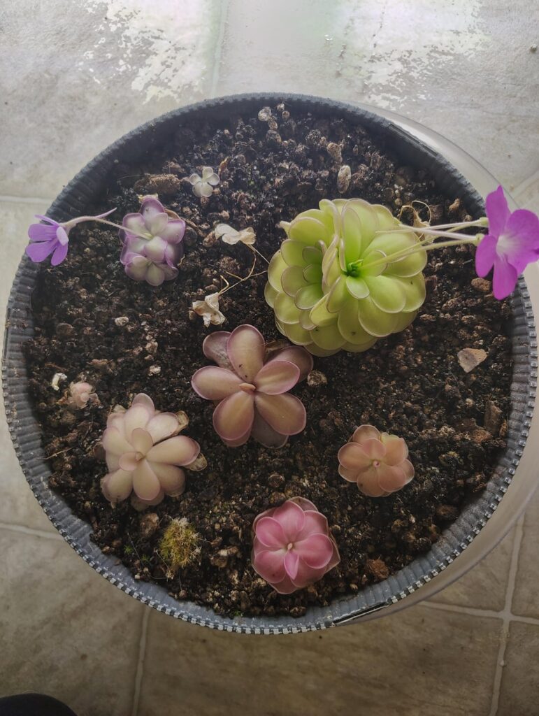 Love seeing my little ones bloom