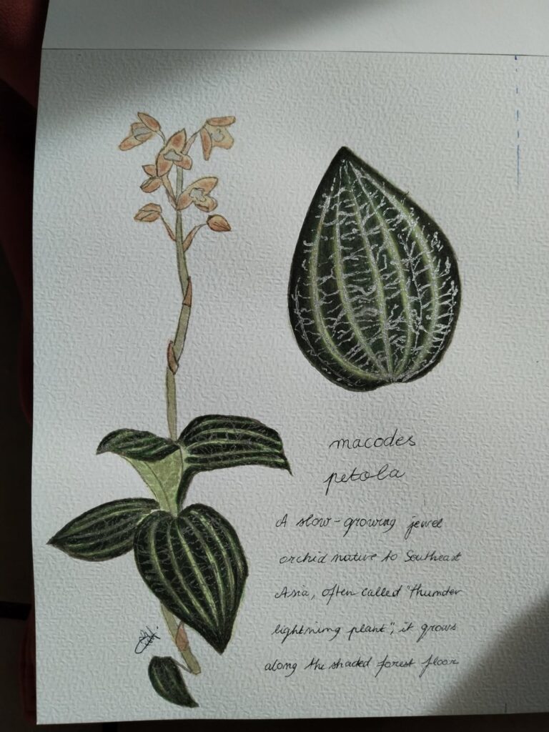 Jewel orchid watercolor ✨