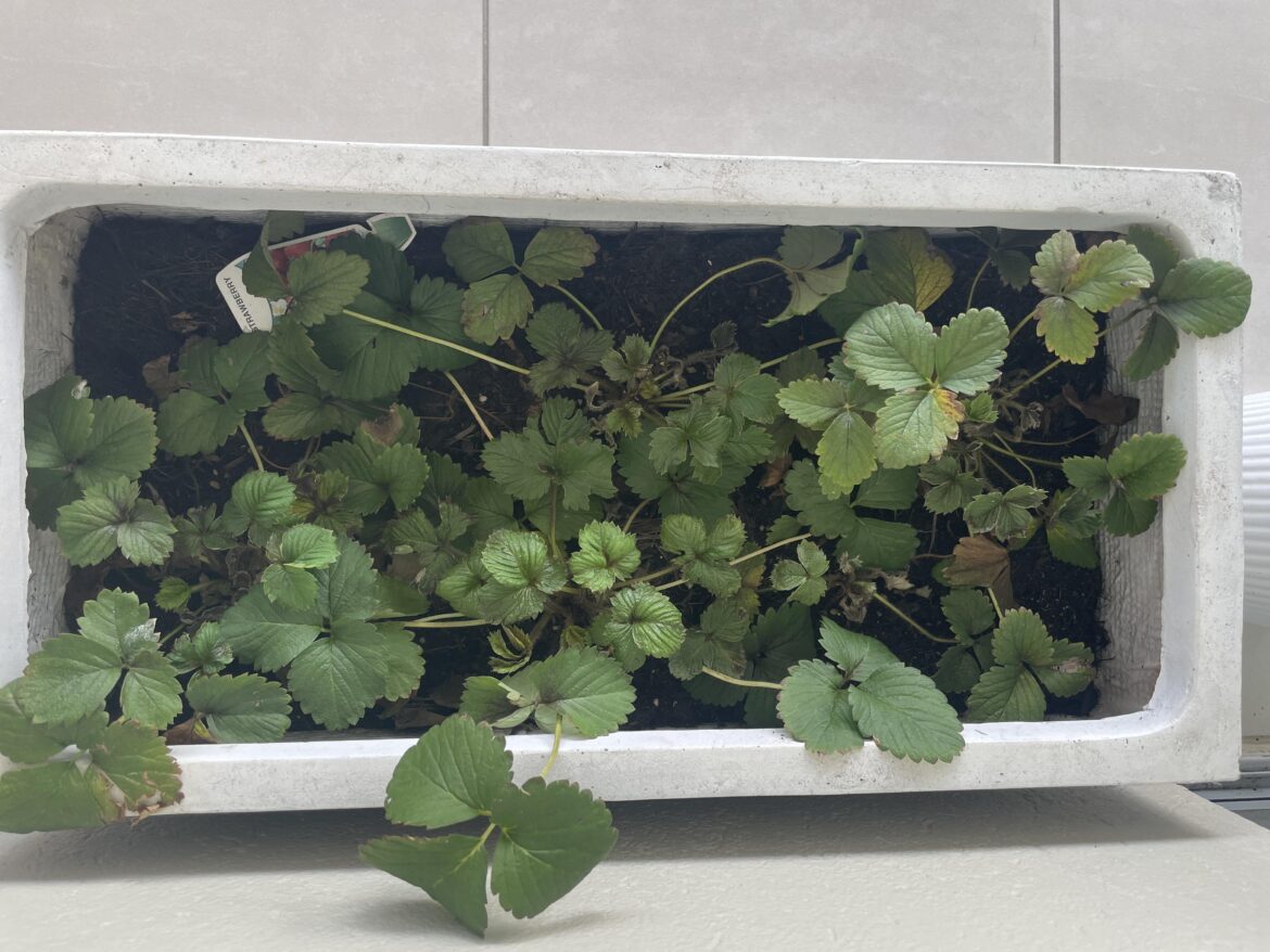 Over or under watered? Strawberry plant