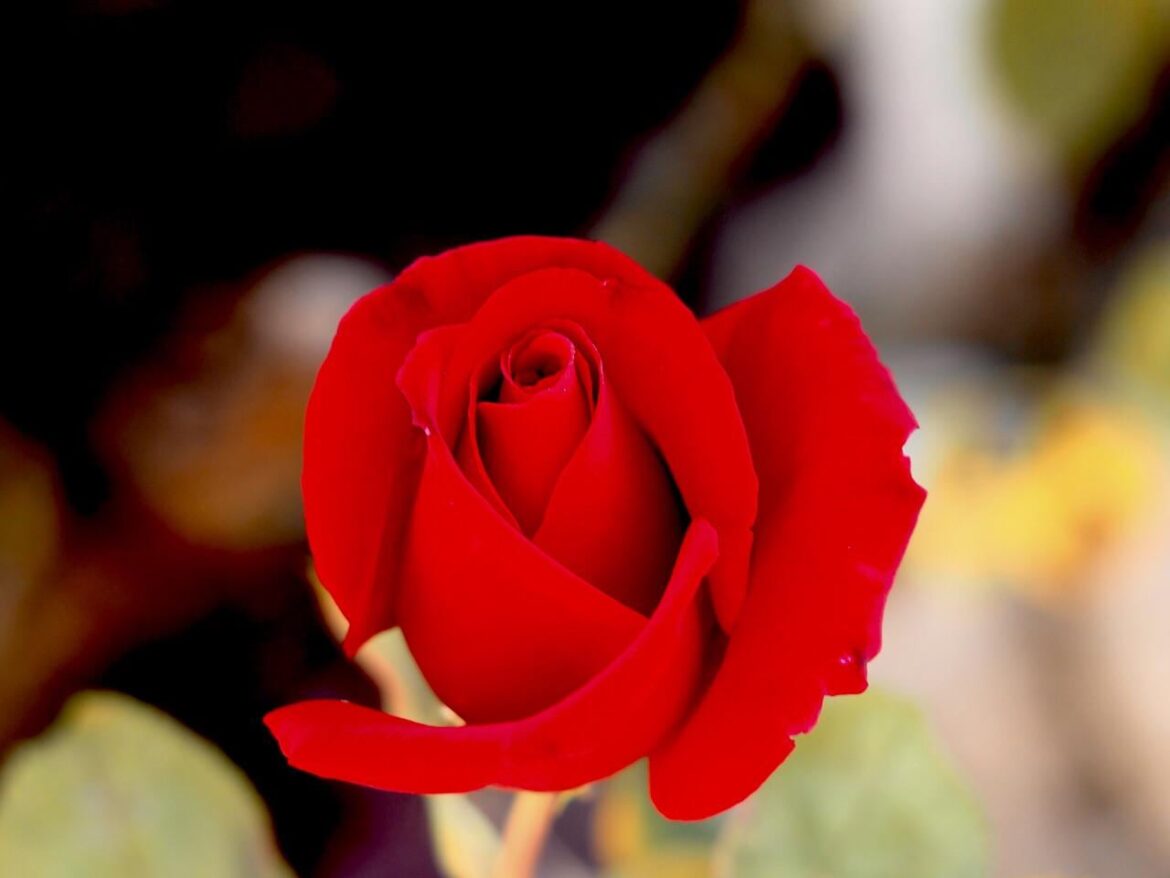 Edel Rose red star over 60 ( OC )