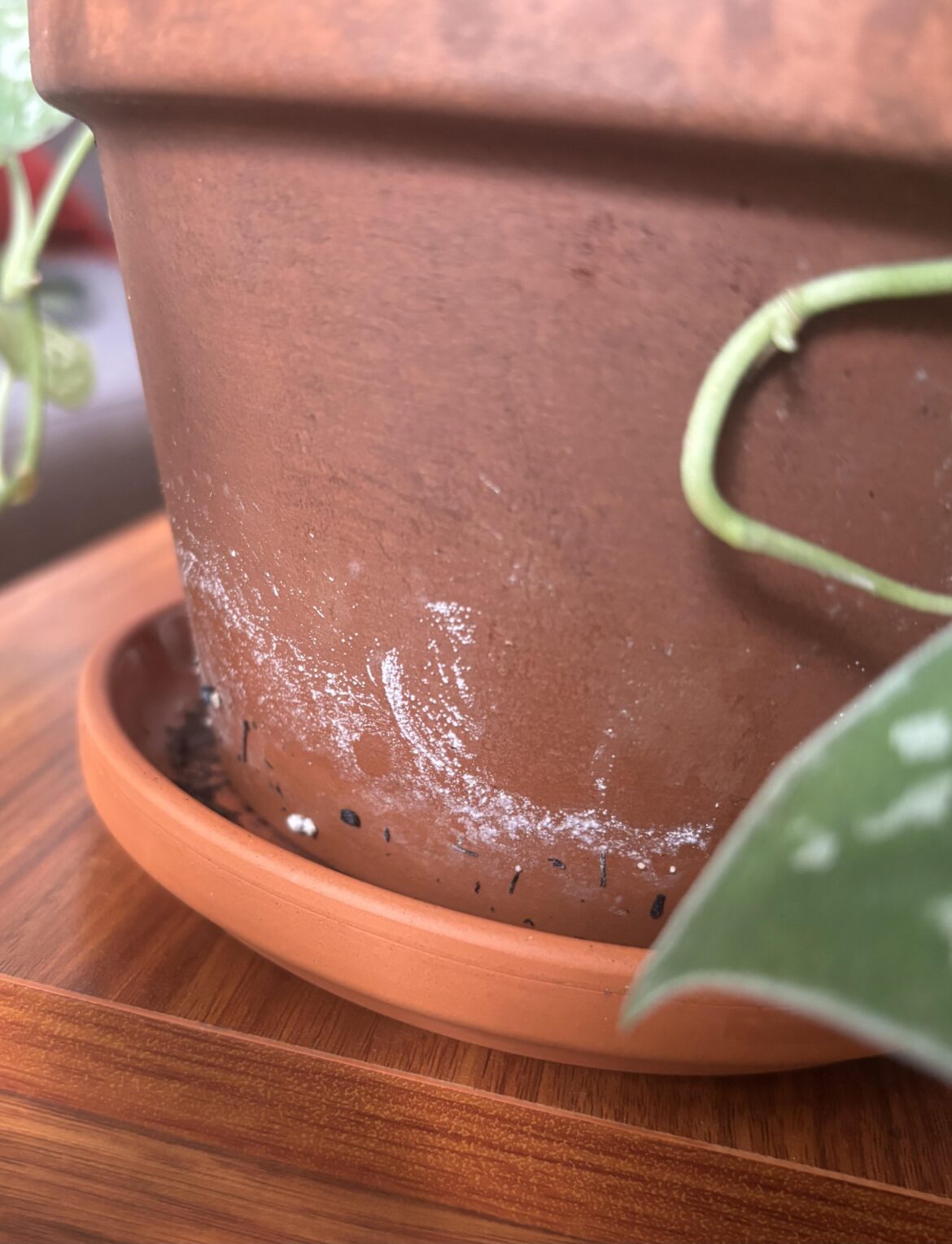 Whats this white stuff on the terra cotta pot of my pothos?
