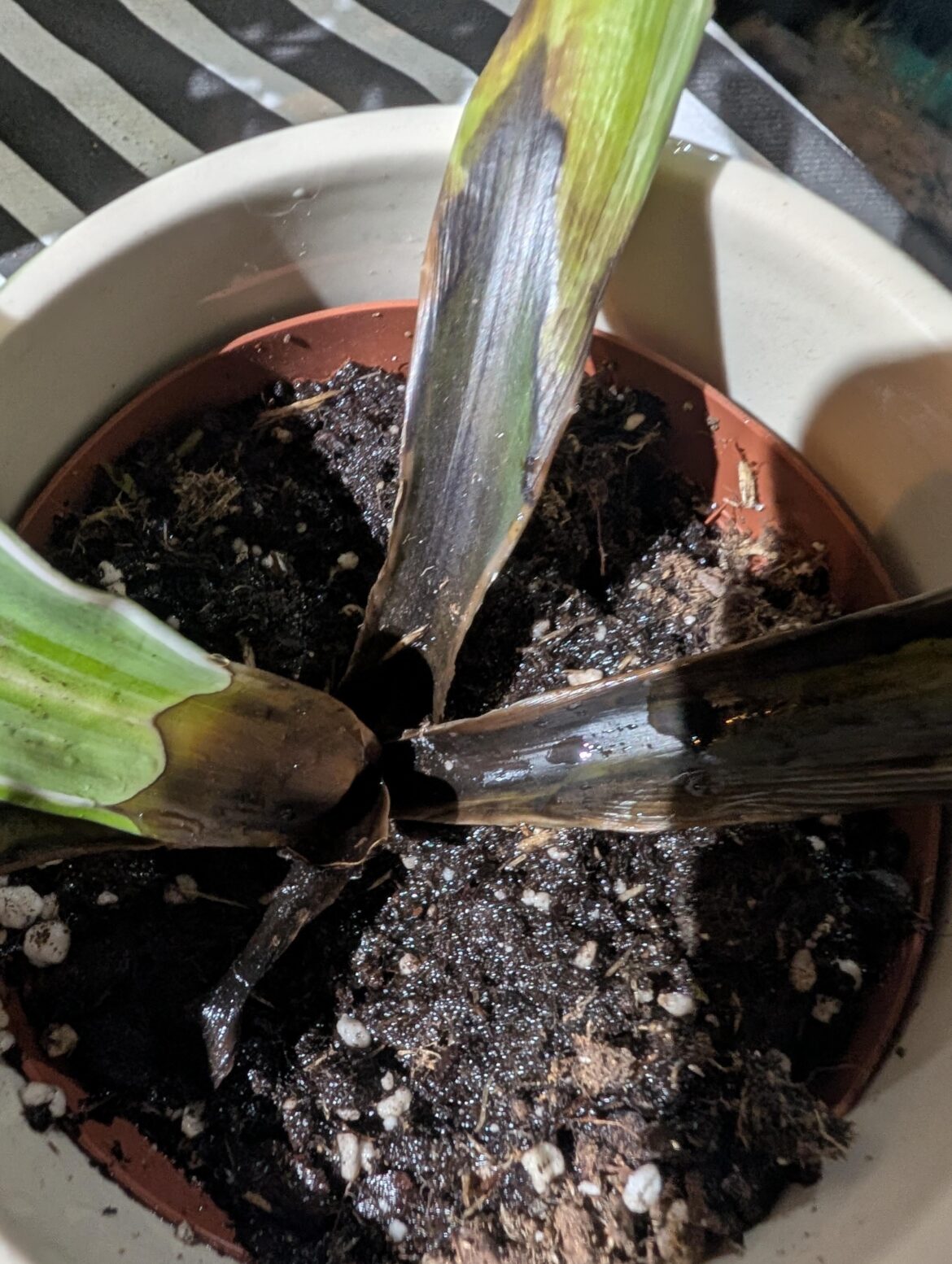 Can I save this pot plant? Can I save this pot plant?