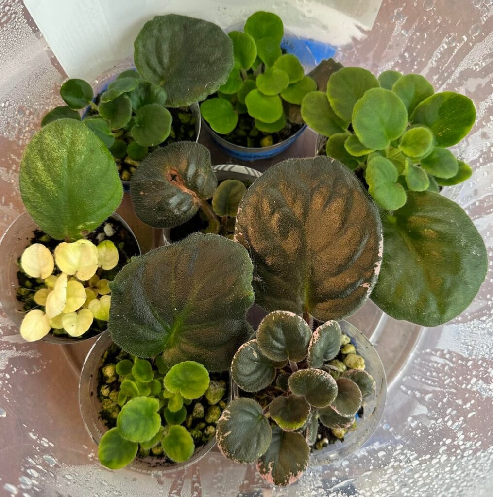 Question about my propagations.