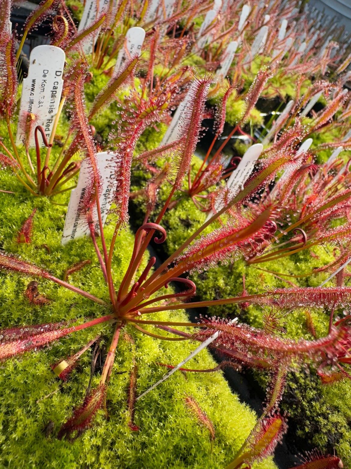 Question about cape sundews in winter