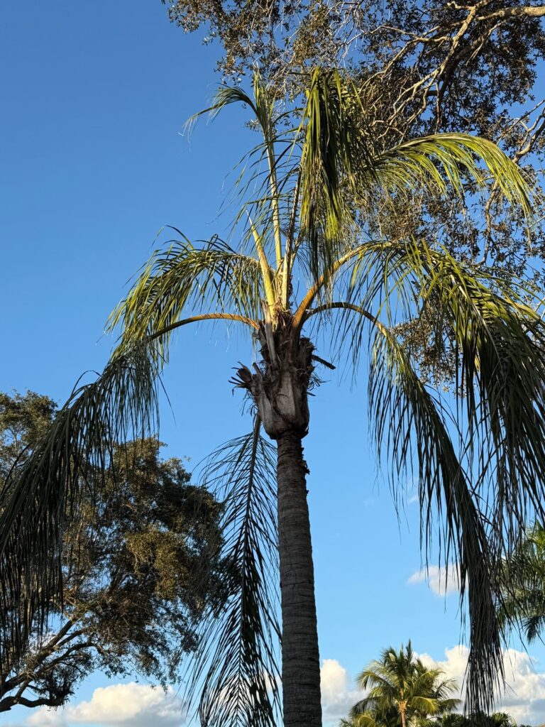 Is this palm savable?