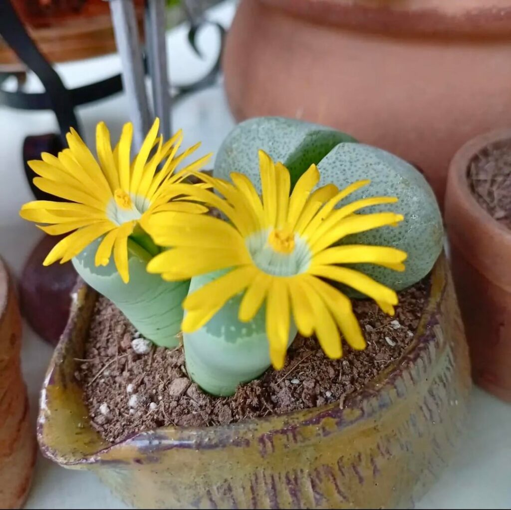 My sister loves her plants and they love her back