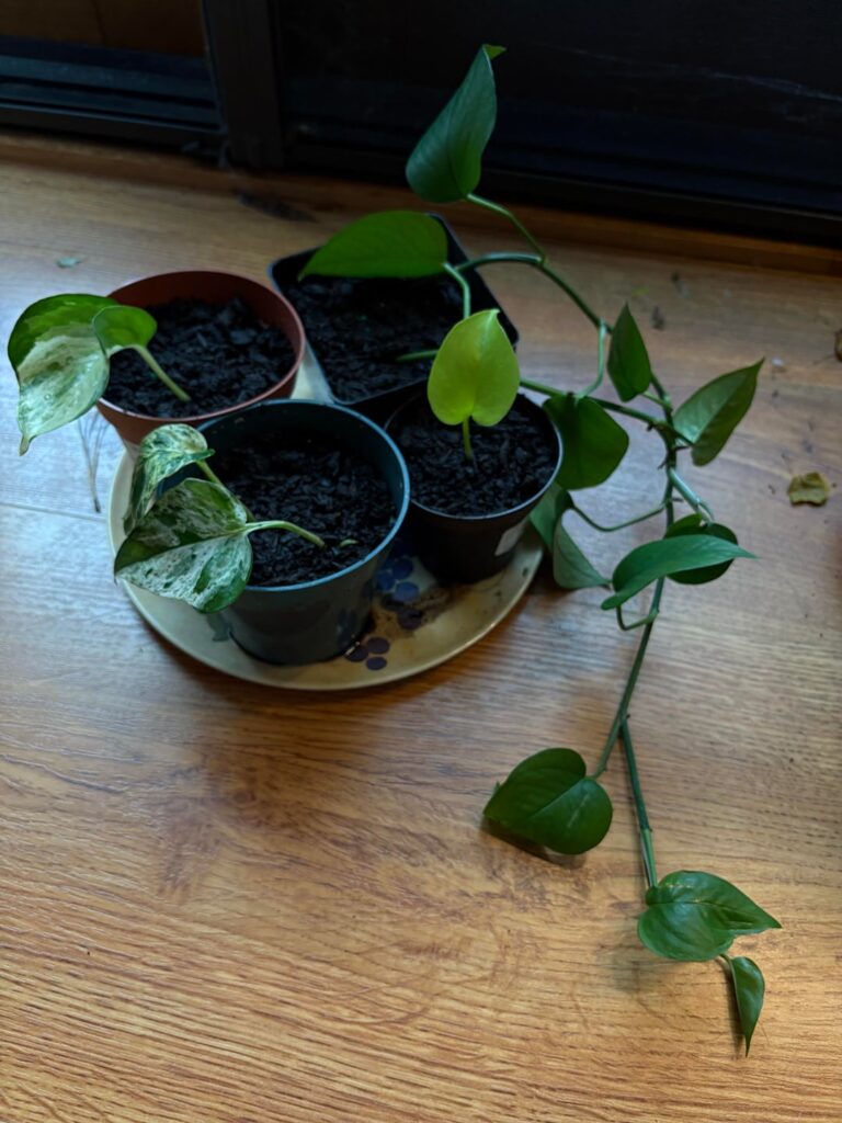 Just potted a bunch of propagated pothos clippings!