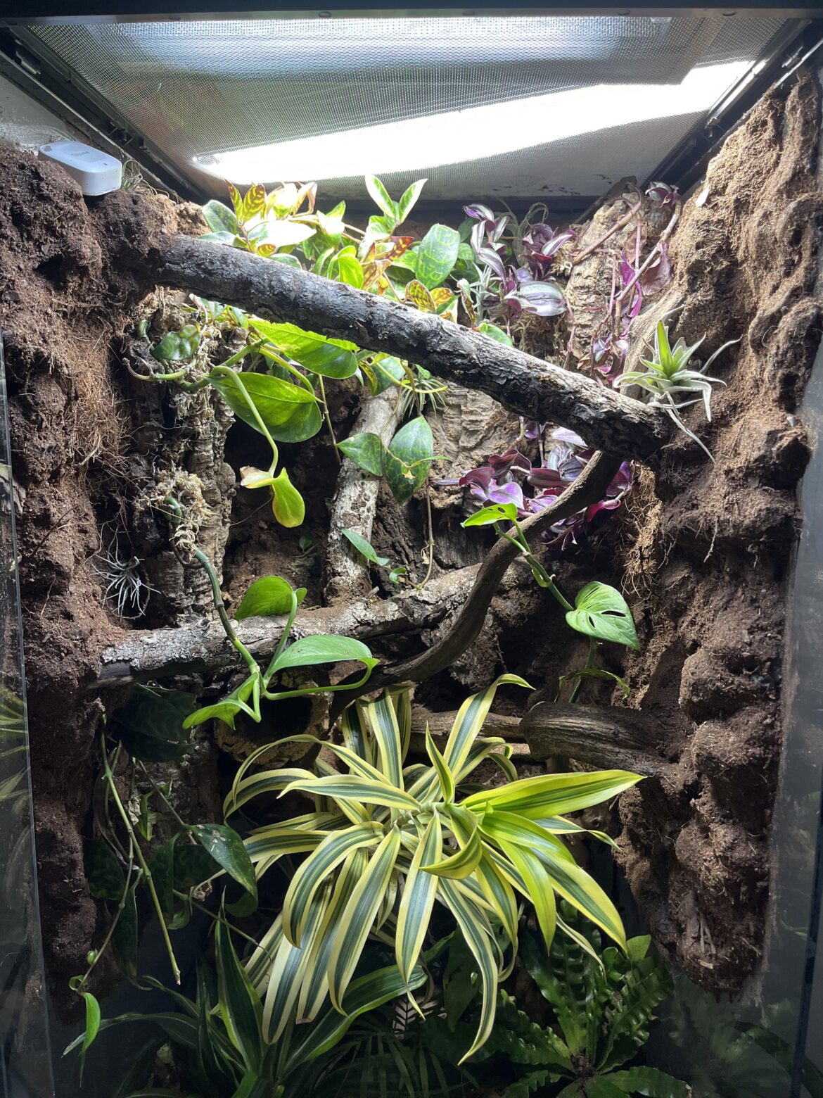 I’m hate most of the plants up top, should I give it more time or should I swap some out?