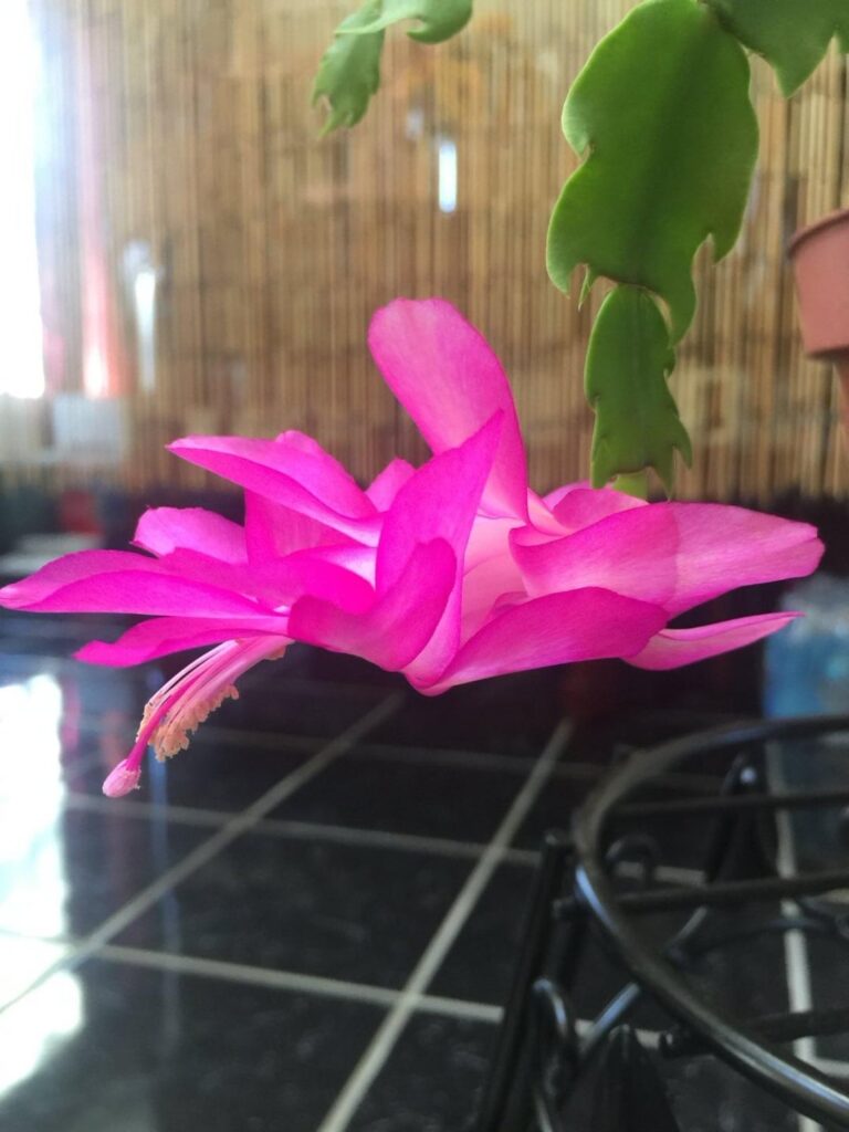 Whenever I see this flower, I think of my mother.