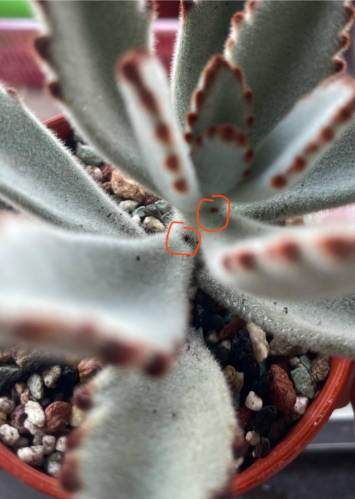 What are those dots