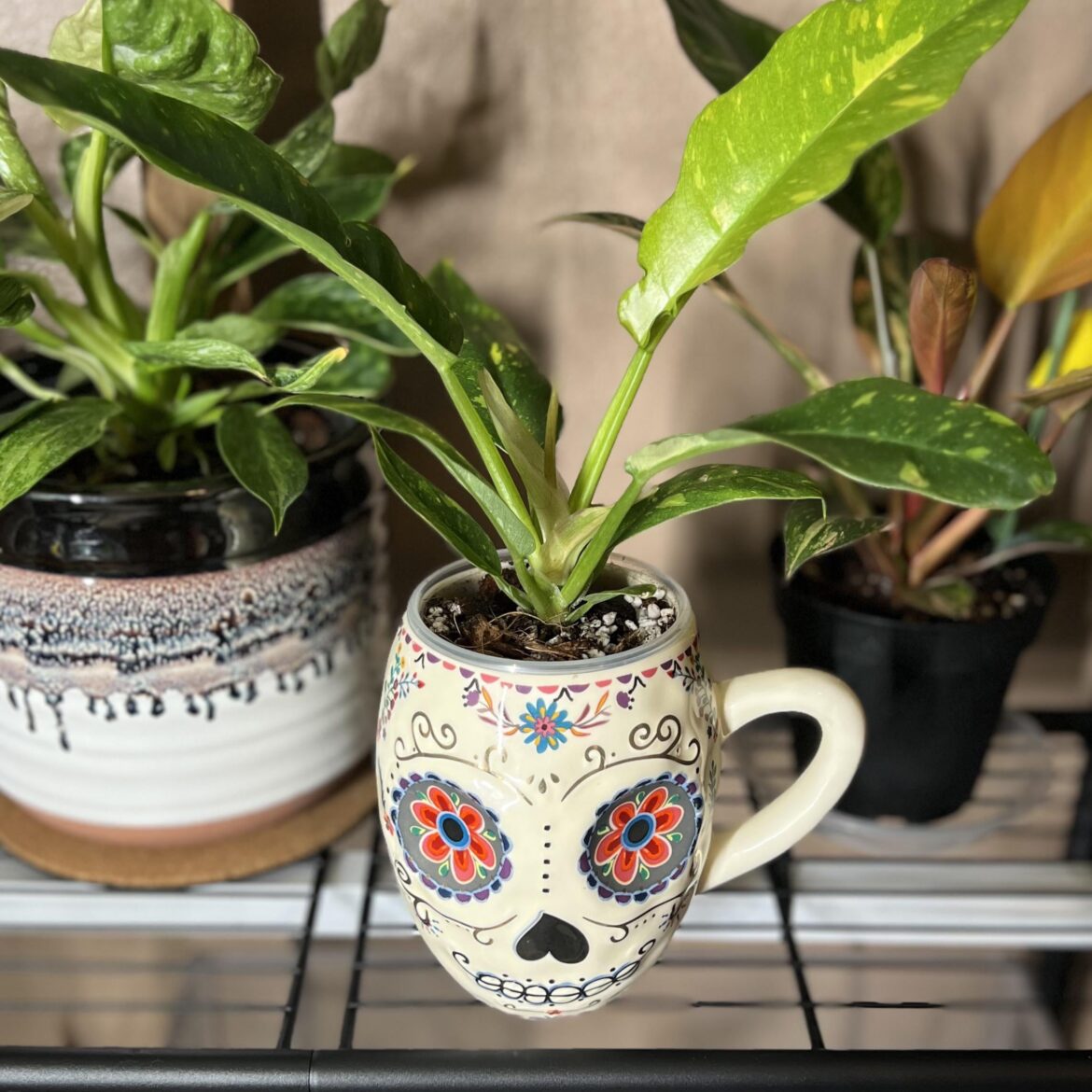 Cute cover ‘pot’ for my Ring of Fire