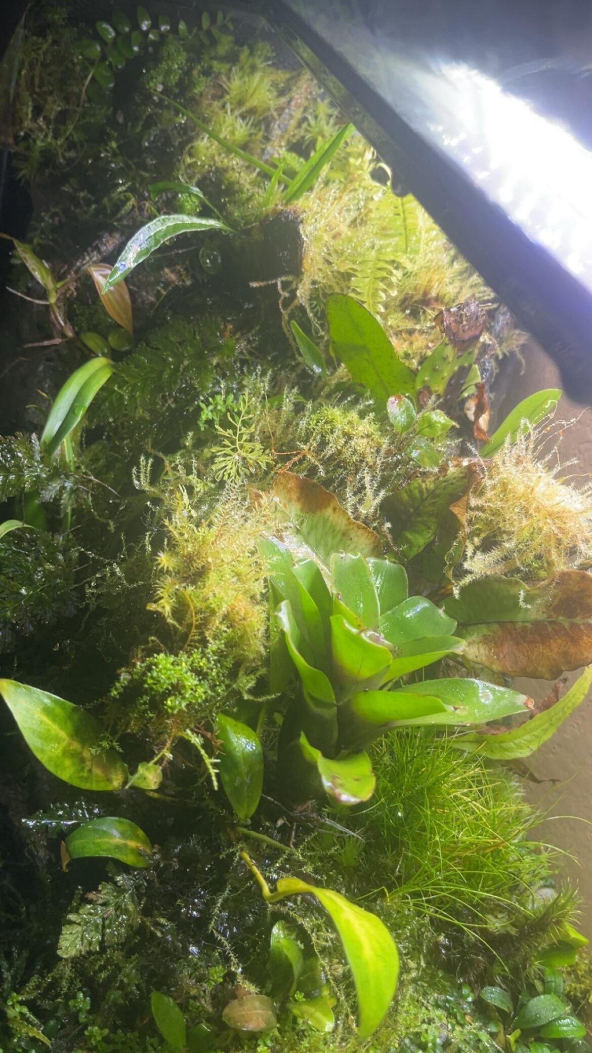 shot of my 10 gallon vivarium with filmy ferns