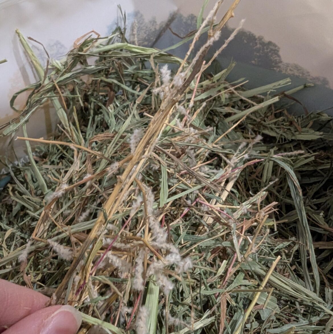 What is this in the bag of hay?