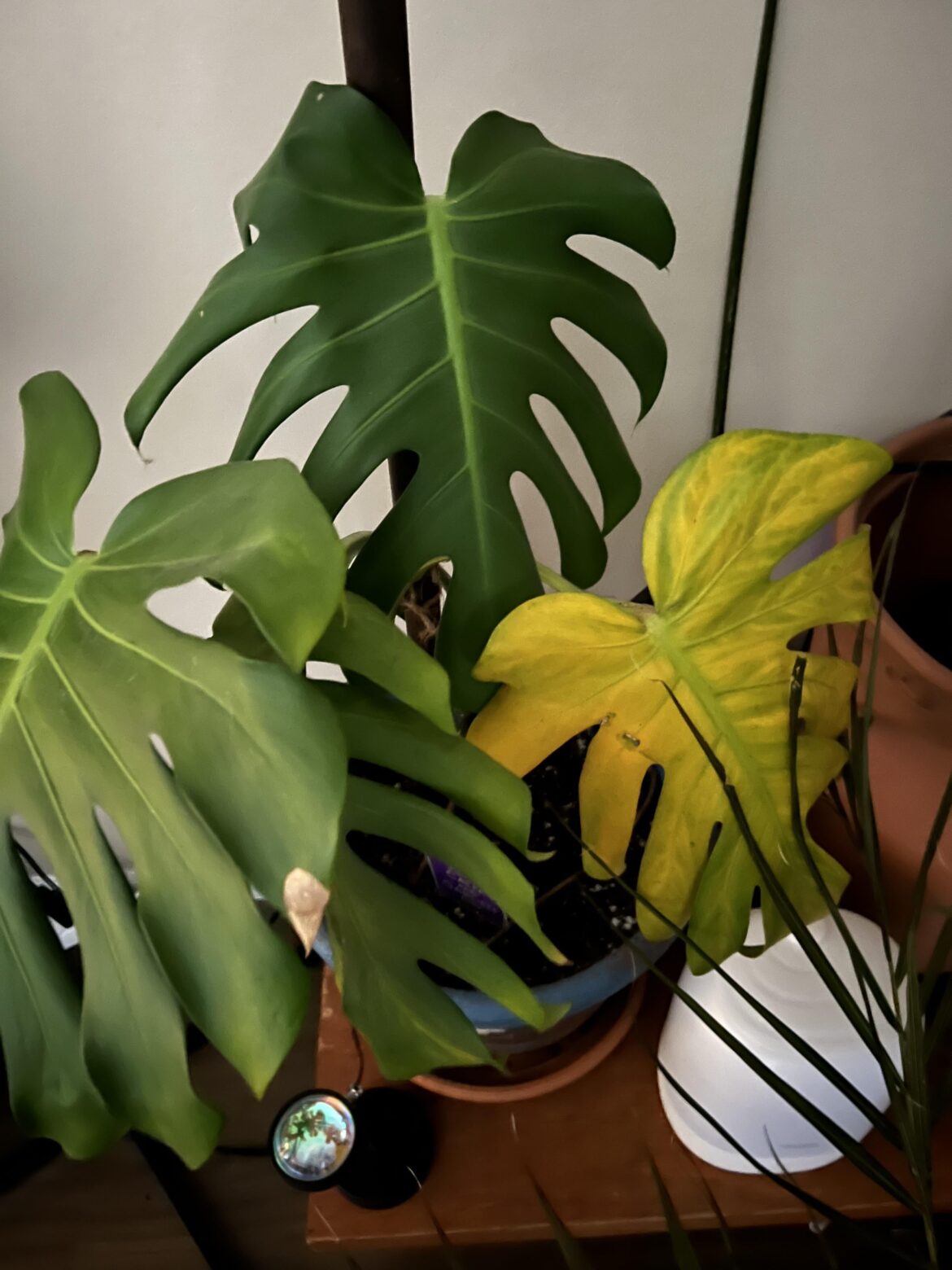 HELP - too much light?