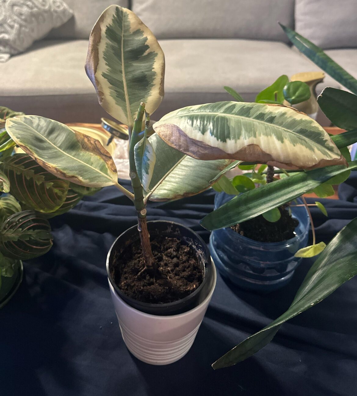 How to save this plant