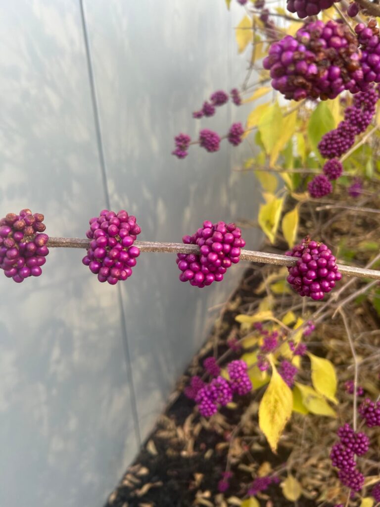 Is this beauty berry?