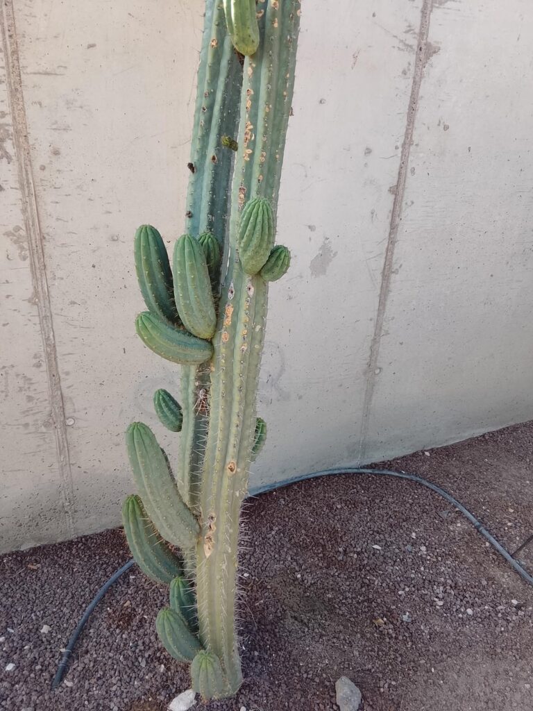 What Is that beauty?